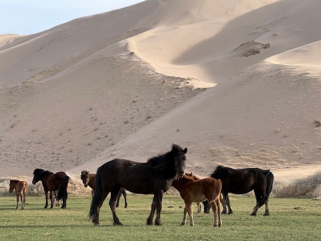 ゴビ砂漠は、アジア最大の砂漠でありながら、砂丘、山地、砂利平原など多様な景観を楽しませてくれました 画像