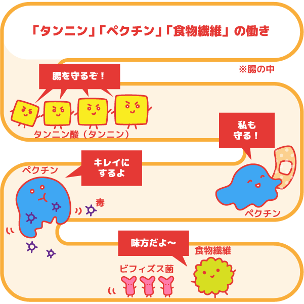 モーロりんご療法画像１：「タンニン」「ペクチン」「食物繊維」の働きを説明したイラスト図