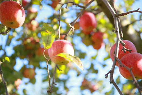 Vol.3　To Central Asia,gnawing at an apple