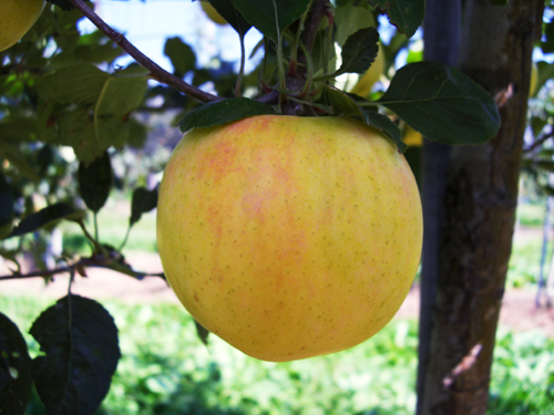 VOL.1　EXCITEMENT ABOUT THE GAP BETWEEN THE FLAVOR AND APPEARANCE OF YELLOW APPLES