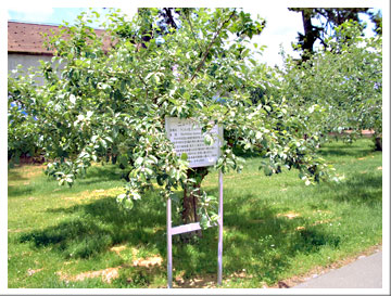 ニュートンの林檎（りんご）画像