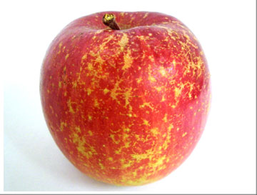 りんごと霜（しも）画像2
