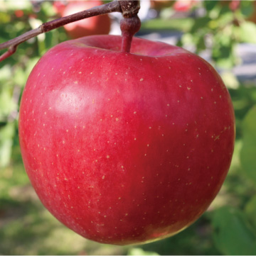 Sun Fuji Apples Information and Facts