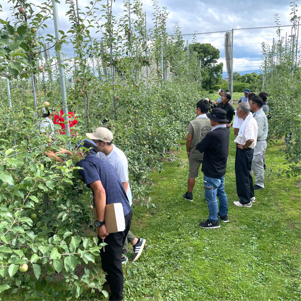 りんご高密植栽培の推進支援 | りんご 高密植栽培 スケジュール – LAYB