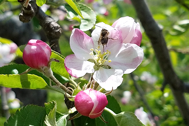 りんごの花とマメコバチ