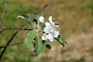 開花