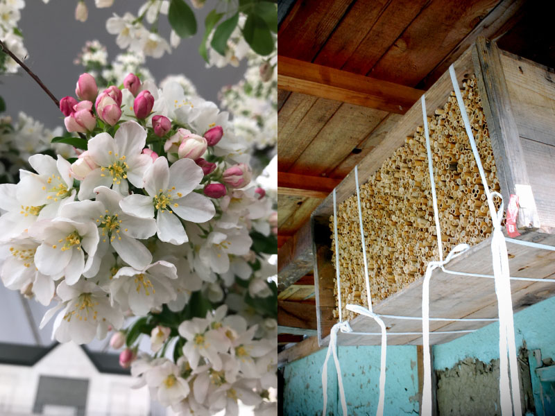 左：姫りんごの花　右：マメコバチの巣