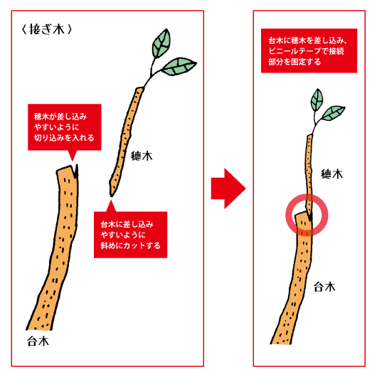 たまたま木 気 になる りんごのおはなし パート2 りんご大学