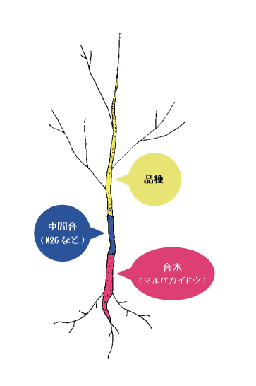 たまたま木 気 になる りんごのおはなし パート2 りんご大学