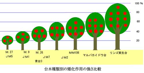 たまたま木（気）になる、りんごのおはなし