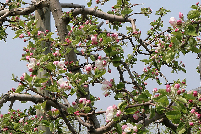 りんごの花が咲き始めました りんご大学ブログ