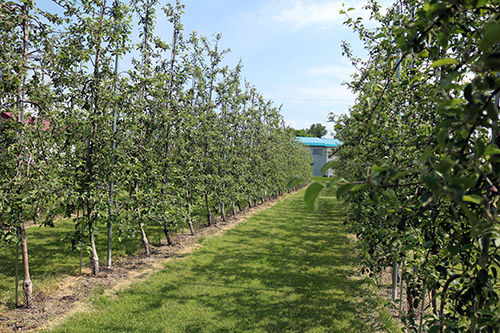 りんごの新しい栽培方法　～高密植栽培～「高密植栽培Ⅰ編（A園地）」