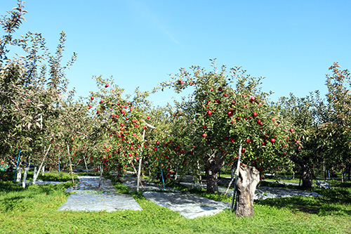 りんご畑の様子 秋 収穫 りんご大学ブログ