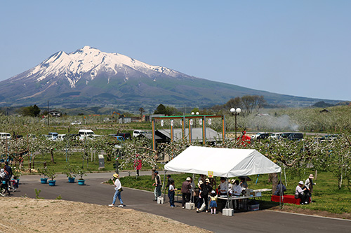 弘前りんご花まつりに行って来ました りんご大学ブログ