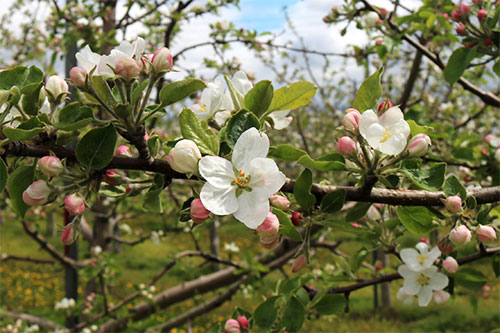 りんごの花が咲き始めました りんご大学ブログ