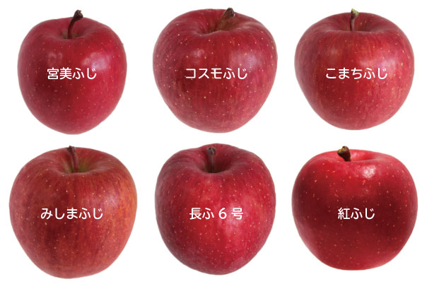 ふじりんご　M サイズ6個