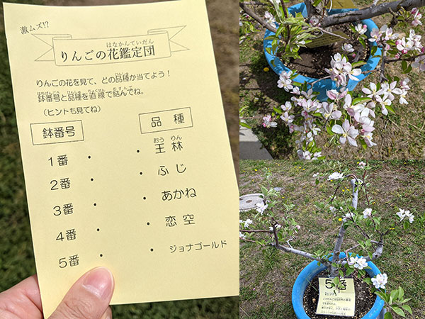 弘前りんご花まつりに行って来ました りんご大学ブログ