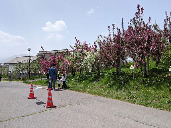 弘前りんご花まつりに行って来ました りんご大学ブログ