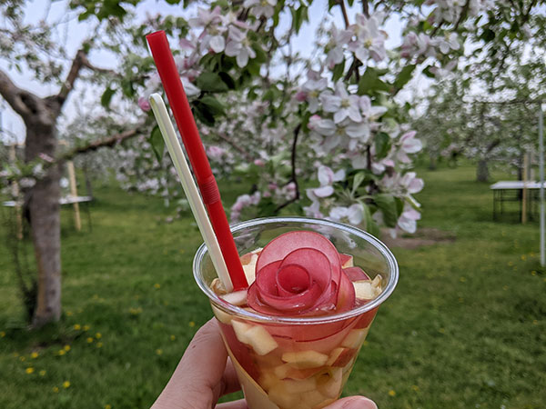 弘前りんご花まつりに行って来ました りんご大学ブログ