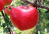 りんごの新品種「華宝（かほう）」