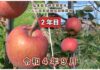 りんご高密植栽培試験園地「2022年９月分」の記録動画を公開しました