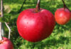 りんごの新品種「美紅（みく）」
