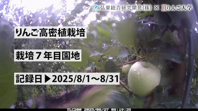 2025年8月の園地の様子！【定点カメラ】【りんご高密植栽培試験園
