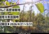 2026年5月園地の様子！【定点カメラ】【りんご高密植栽培試験園】