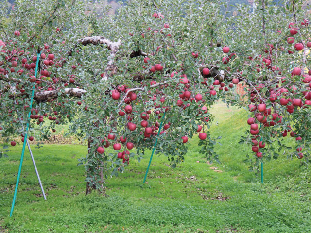 りんご栽培 知識 学ぶ りんご大学