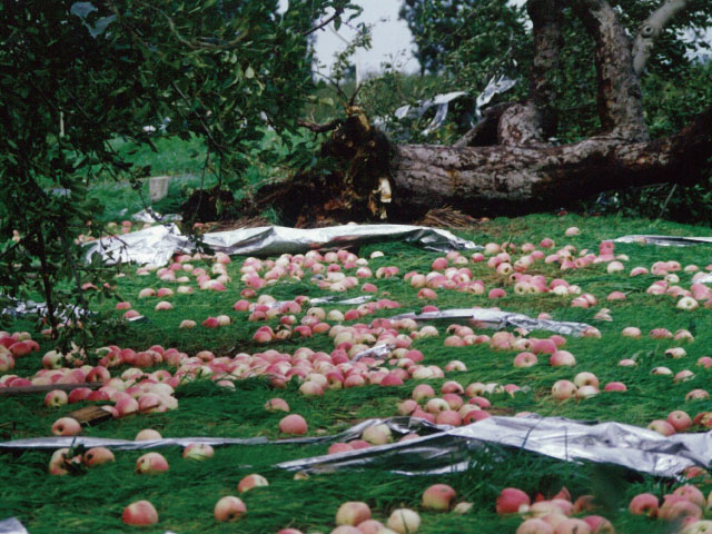 りんごと台風画像3