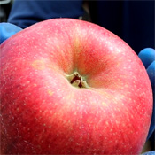 おいしいりんごを選ぶときの３つのポイント画像