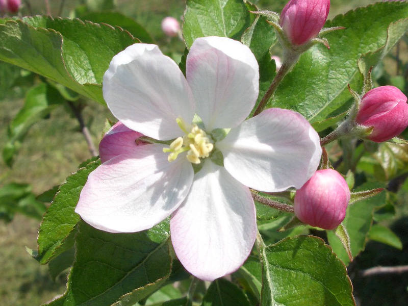 1. りんごの花<br>開花期：４～５月<br>中心花と側花