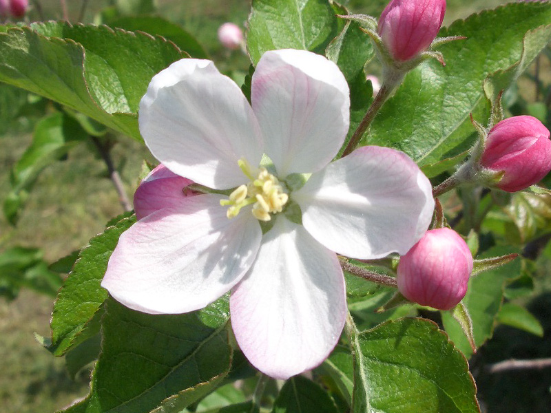 りんご基礎知識 りんごの花 果実 りんご大学