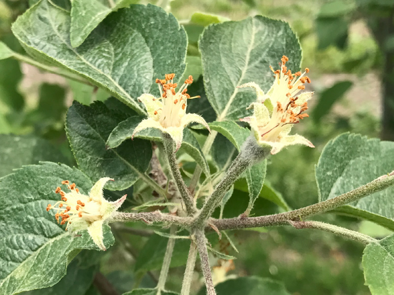 りんご基礎知識 りんごの花 果実 りんご大学