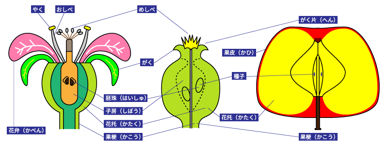 りんご基礎知識 りんごの花 果実 りんご大学